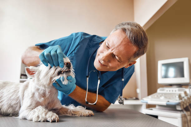 Best Chipped Tooth Repair Near Me  in North Apollo, PA